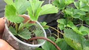 Супер способ размножения клубники.