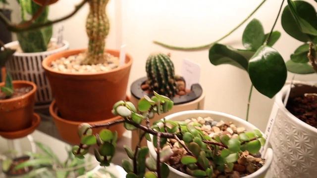 Designing My New Plant SetUp | End Of The Year Plant Tour смотреть онлайн