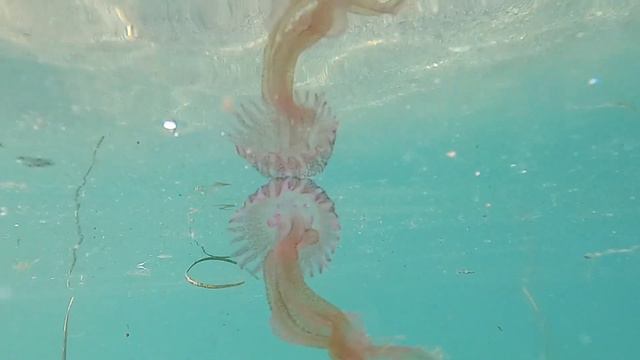Medusa luminiscente (Pelagia noctiluca) en Almería смотреть онлайн