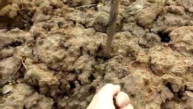 Ура, дача. Быстрый осмотр. Чахлики из садов Урала. смотреть онлайн