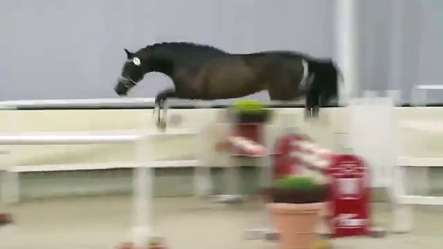 Вестфальский керунг 47 Castelan II - Cornet Obolensky - Monsieur AA смотреть онлайн