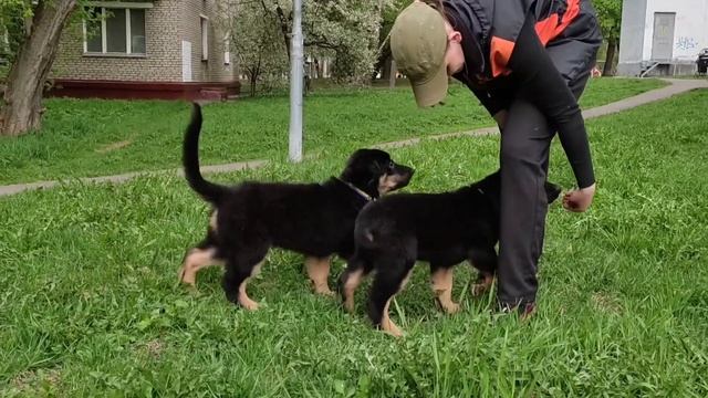 Щенки ховаварта начинают обучение. Май 2021 года. смотреть онлайн
