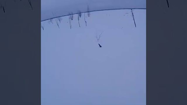 Волки. Западная Сибирь. Нападение на домашних животных 2021г смотреть онлайн