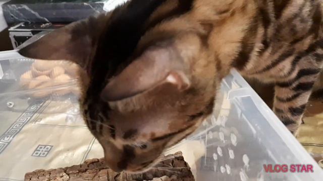 Теперь кот знает, что от него скрывали