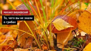 Михаил Вишневский.  То  чего вы не знали о грибах...