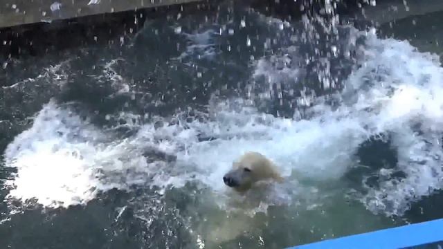 Полярные медведи Кай и Ростик устроили соревнования по прыжкам в воду смотреть онлайн