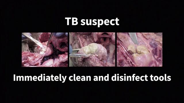 Deer Lymph Node Extraction: CWD Testing смотреть онлайн