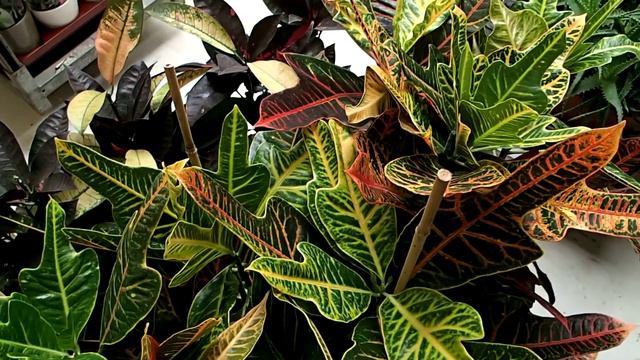 Codiaeum variegatum смотреть онлайн