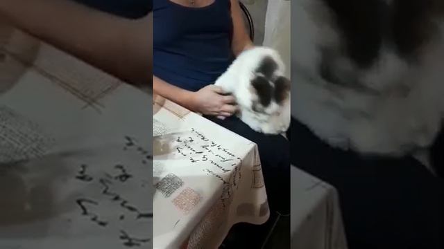 Глажу кота на кухне, Чебоксары 2018 год смотреть онлайн