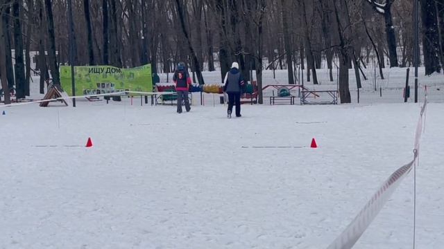 Стенка-на-Стенку 2023, ОКД старт, 2 место, эрдельтерьер Troublemaker Ralf Vom Treffenwald