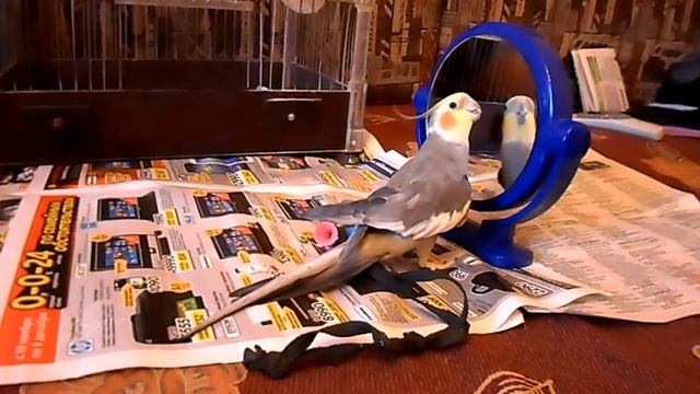 Корелла говорит и поет/Говорящий попугай Корелла смотреть онлайн