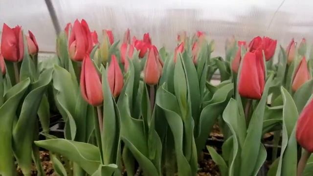 Тюльпаны #StrongLove. Выращивание к 8 марта. смотреть онлайн