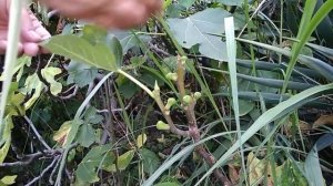 Инжир-самое древнее растение можно выращивать в Средней полосе