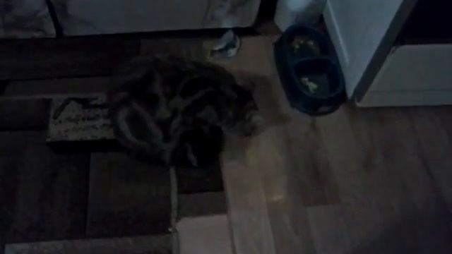Кот ест гарячую картошку смотреть онлайн
