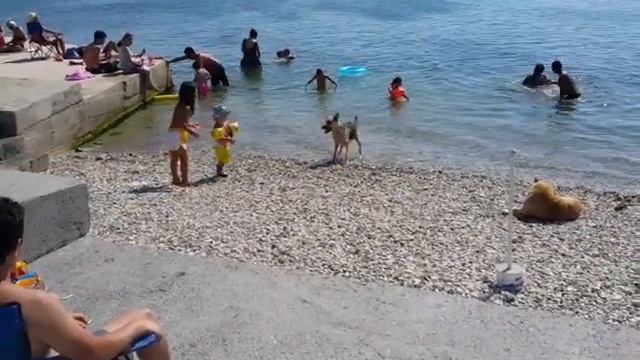 Тупая собака))) смотреть онлайн