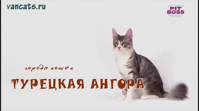 Турецкая Ангора смотреть онлайн