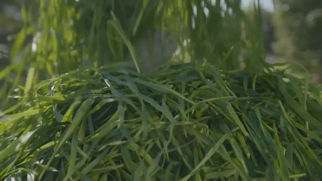 IAM PURE ORGANIC BARLEY смотреть онлайн