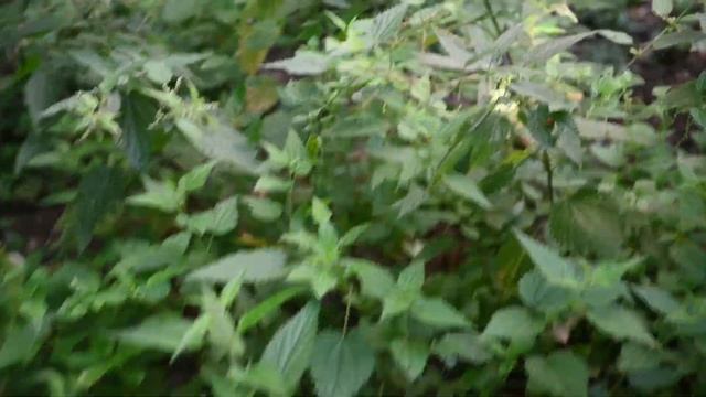Усадьба Пехра Яковлевское. Подмосковье. Балашиха. 4к видео. смотреть онлайн