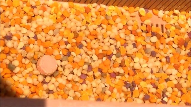Пыльца собранная в один день, на сколько она разная! смотреть онлайн