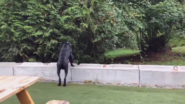 14 Most Aggressive Guard Dog Breeds In The World смотреть онлайн