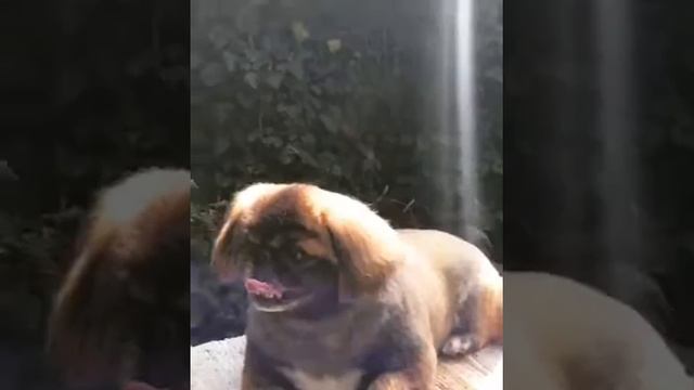 Груминг пекинеса.Стрижка ножницами. смотреть онлайн