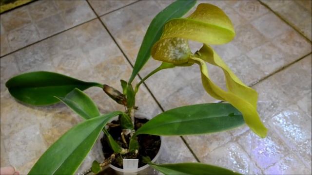 Инопланетная орхидея Bulbophyllum grandiflorum смотреть онлайн
