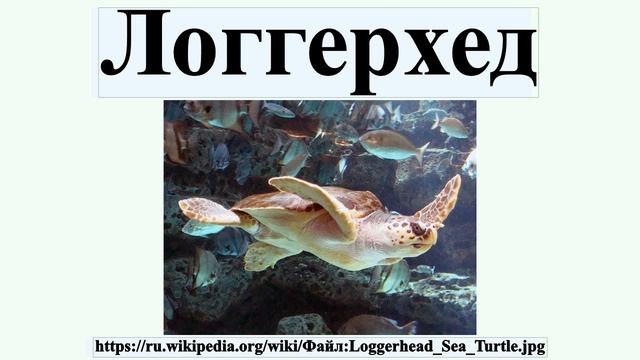 Логгерхед смотреть онлайн