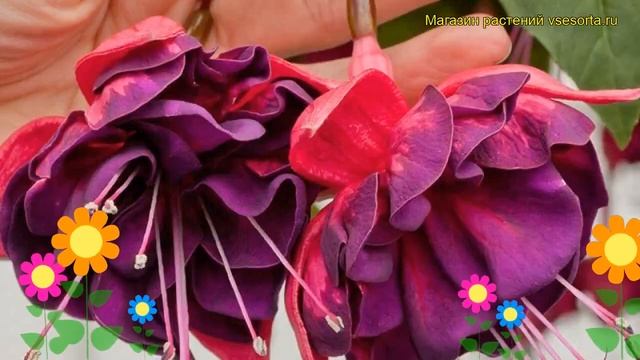 Фуксия Марбелла Пёрпл Рэйн. Краткий обзор, описание характеристик Marbella Purple Rain смотреть онлайн