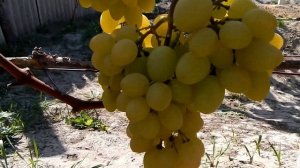 Виноград .Подарок Беларуси.  10. 09 .19 г