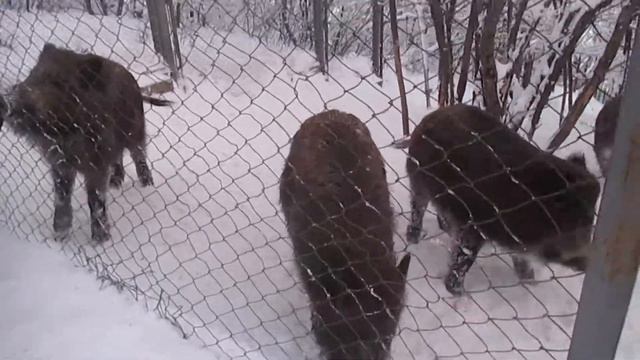 Балаково База Эдельвейс кабанчики 2016 смотреть онлайн