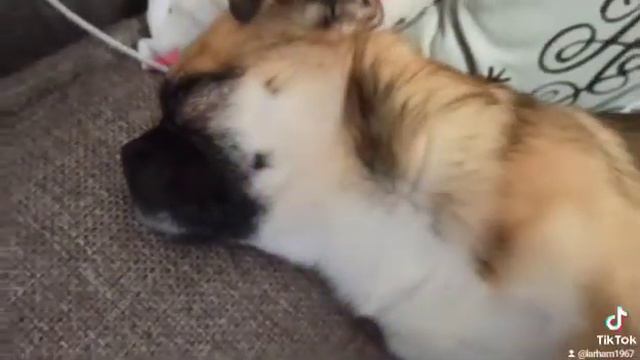 Спят мои сокровища. Пёсик и кот. смотреть онлайн