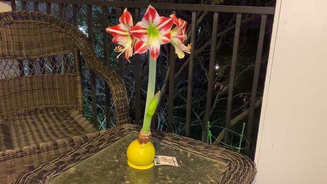 Чудо-амариллис в воске расцвел! смотреть онлайн