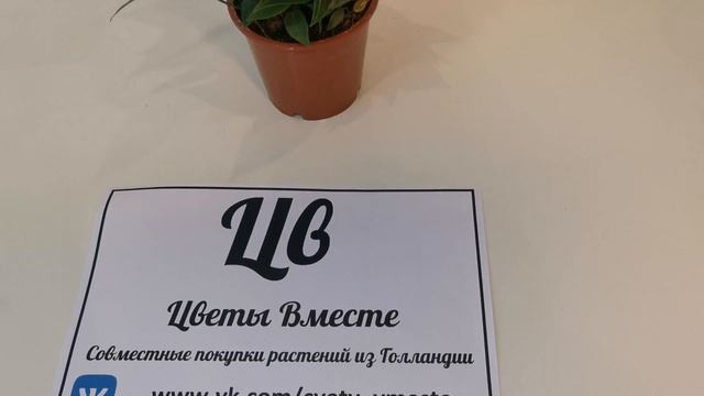 #ЦветыВместе Anthurium Giant Chocolate Антуриум Гиант Шкоколад  12/40