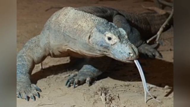 Комодский дракон🦕🦕🦕 смотреть онлайн