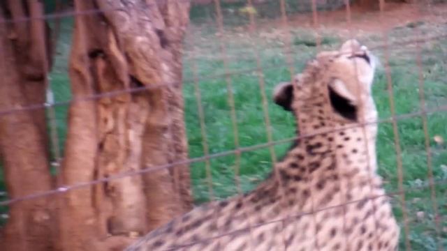 Cute Cheetah Meowing смотреть онлайн