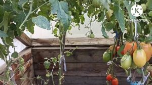 Сибирь. Обзор и дегустация томата Карл.