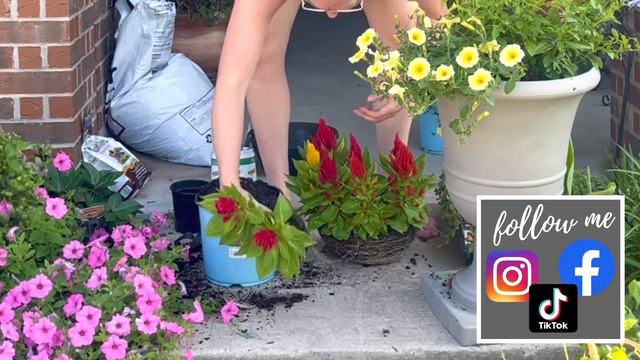 Is This TOO MUCH COLOR? ❤️💛💙 | Full Sun Summer Annuals | Summer Container For Full Sun | Zone 8 смотреть онлайн