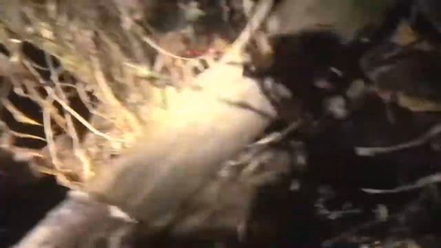 Pitbull hunting wild boar - A large scale hunt смотреть онлайн