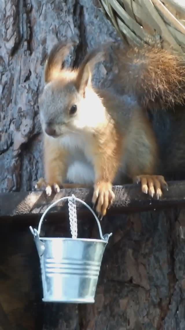 Бельчонок забавно пьет воду