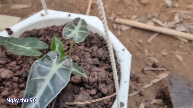 Hướng dẫn trồng và chăm sóc Môn Quan Âm từ cây con | Alocasia amazonica bambino arrow смотреть онлайн