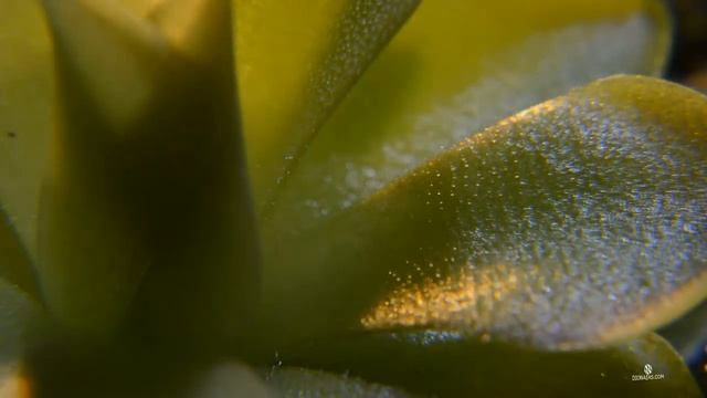 Хищное растение Жирянка. Красота в деталях. Carnivorous Plant Pinguicula. Мухоловка Flytrap