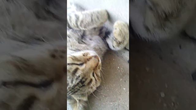 Труп живой кошки смотреть онлайн