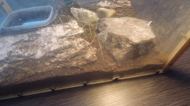 Что делать если прыткая ящерица не хочет есть. смотреть онлайн