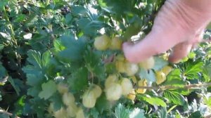 Желтый крыжовник Инвикта  -  отличная урожайность