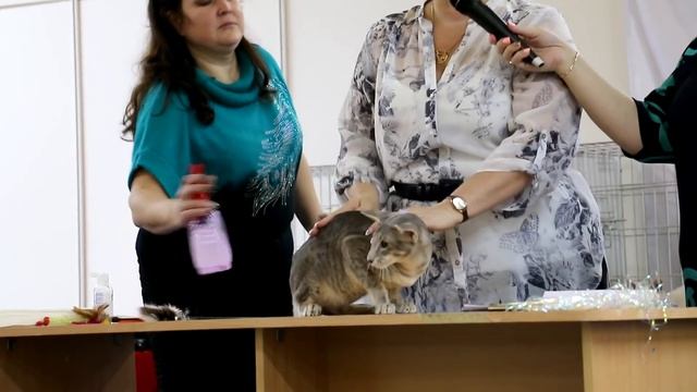 Лучшие породистые коты и кошки России. Выставка кошек #1: Претенденты смотреть онлайн