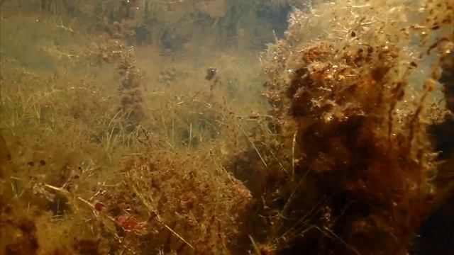 Flooded habitat - Mato Grosso do Sul, Brazil смотреть онлайн