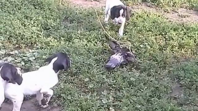 Щенки Английского Пойнтера смотреть онлайн