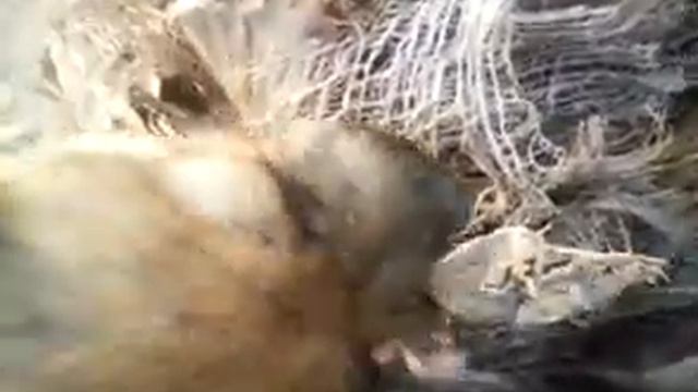 Маленькая собака ест голову цыпленка на стволе пальмы смотреть онлайн