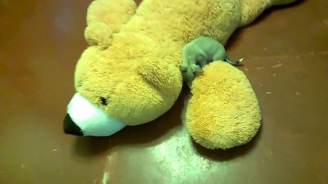 Собака отгрызает медведю лапу. 18+ смотреть онлайн