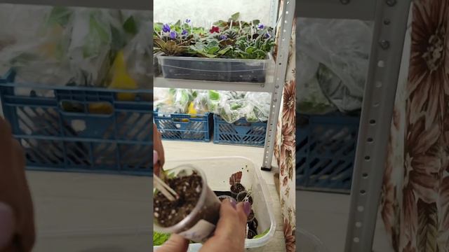 Обзор растений в фиалочной комнате.Поливаю.Проверяю теплички🌸🏵️🍀#комнатныерастения #обзоррастений смотреть онлайн